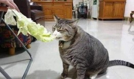 相扑猫吃瓜视频大全免费观看,免费观看视频大全，萌态十足！